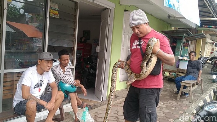 Ular sanca ditangkap warga di tengah banjir di Kota Pekalongan, Jawa Tengah, Selasa (19/1/2021).