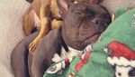 Kamu yang Tak Keluar Rumah, Yuk Senyum Dulu Lihat Pose Lucu Anjing-anjing Ini