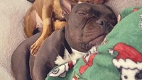 Bulldog terlihat sangar saat sedang sadar. Namun begitu mereka tertidur, wajahnya menggemaskan juga ya.