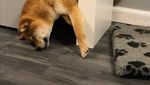 Kamu yang Tak Keluar Rumah, Yuk Senyum Dulu Lihat Pose Lucu Anjing-anjing Ini