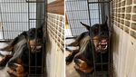 Kamu yang Tak Keluar Rumah, Yuk Senyum Dulu Lihat Pose Lucu Anjing-anjing Ini