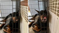 Percayalah, dia sedang tidur.