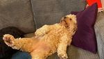 Kamu yang Tak Keluar Rumah, Yuk Senyum Dulu Lihat Pose Lucu Anjing-anjing Ini