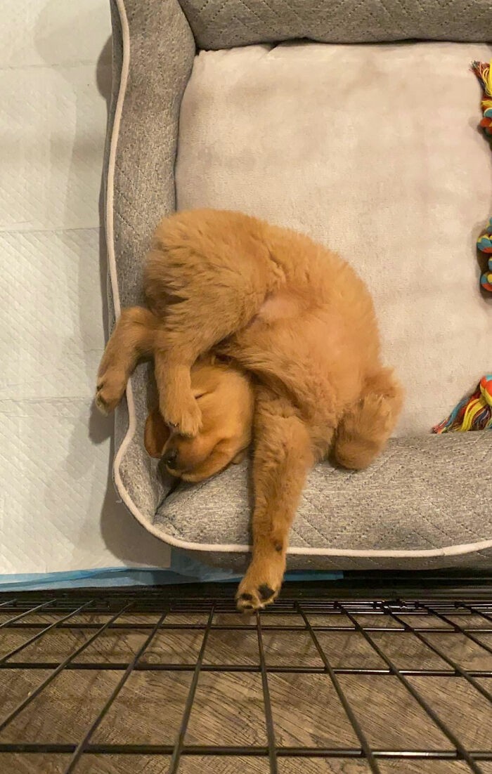 anjing tidur anjing tidur