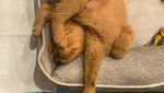Kamu yang Tak Keluar Rumah, Yuk Senyum Dulu Lihat Pose Lucu Anjing-anjing Ini