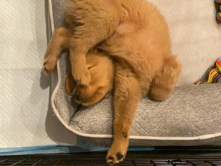 Kamu yang Tak Keluar Rumah, Yuk Senyum Dulu Lihat Pose Lucu Anjing-anjing Ini