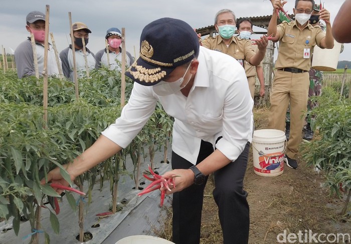 Banyuwangi Bagikan Pupuk Organik Gratis 400 Hektare Per Kecamatan