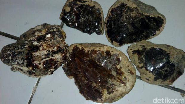 Batu bau kemenyan ditemukan di lokasi perburuan gigi hiu purba megalodon