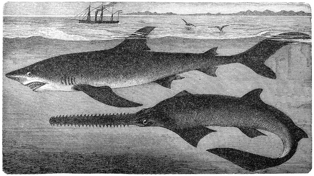 Ikan Hiu Gergaji Illustration of a largetooth sawfish (Pristis microdon) and blue shark (Prionace glauca)