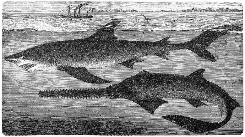 Illustration of a largetooth sawfish (Pristis microdon) and blue shark (Prionace glauca)