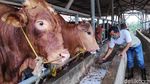 Melihat Peternakan di Tengah Tingginya Harga Daging Sapi