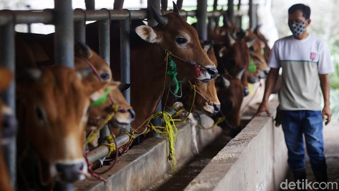 Salah satu peternakan sapi di Cisalak, Depok, Jabar adalah milik Haji Doni. Aktivitas di peternakan itu berjalan normal di tengah naiknya harga daging sapi.