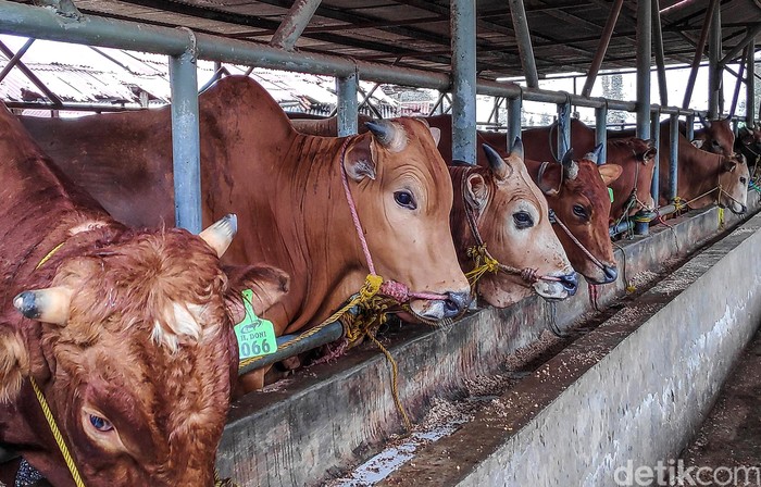 Salah satu peternakan sapi di Cisalak, Depok, Jabar adalah milik Haji Doni. Aktivitas di peternakan itu berjalan normal di tengah naiknya harga daging sapi.