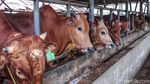 Melihat Peternakan di Tengah Tingginya Harga Daging Sapi