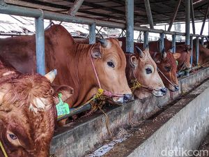Alasan Sunan Kudus Larang Sembelih Sapi saat Idul Adha