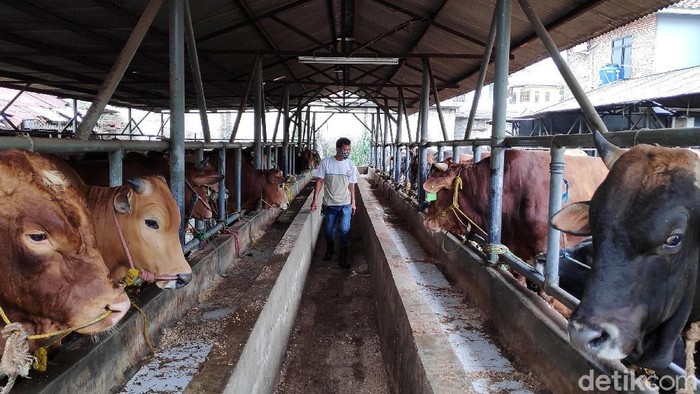 Melihat Peternakan di Tengah Tingginya Harga Daging Sapi Salah satu peternakan sapi di Cisalak, Depok, Jabar adalah milik Haji Doni. Aktivitas di peternakan itu berjalan normal di tengah naiknya harga daging sapi.
