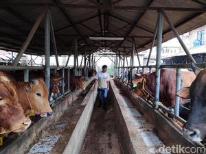 Apa Kabar Janji Jokowi Setop Impor Daging Sapi?