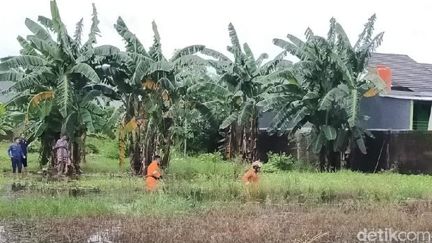 Petugas mencari buaya yang muncul di genangan air di belakang rumah warga di Makassar (Ibnu Munsir/detikcom).