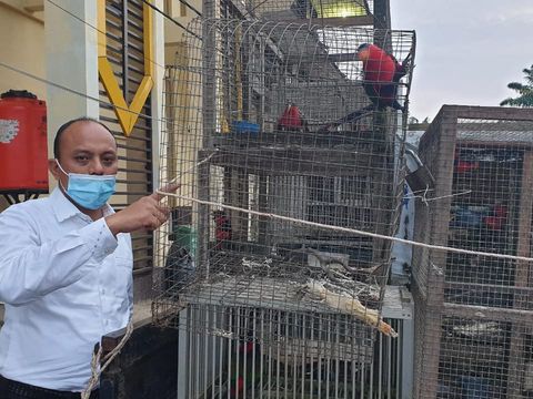Pria di Kalbar diamankan karena pelihara 15 burung kasturi satwa dilindungi (Dok istimewa)