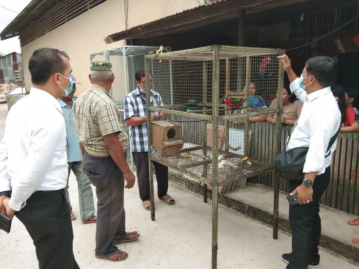 Pria di Kalbar diamankan karena pelihara 15 burung kasturi satwa dilindungi (Dok istimewa)