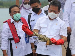 Aturan Keluar, Ekspor Benih Lobster Resmi Dilarang!