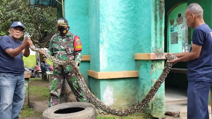 Ular Sanca di Puspemkot Serang Banten