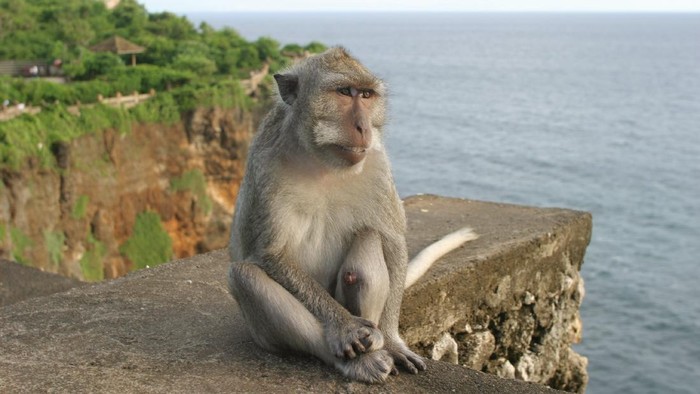 Monyet di Pura Uluwatu, Bali
