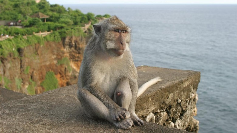 172241309 Monyet di Pura Uluwatu, Bali