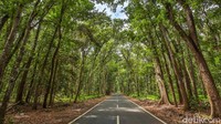 Taman Nasional Alas Purwo memiliki goa savana dan pantai untuk wisatawan. Namun kabarnya, di tempat ini juga orang melakukan hal mistis, seperti pesugihan, semedi untuk mencari wangsit atau ilmu hitam. (Ardian Fanani/detikcom)