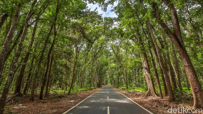 Alas Purwo Banyuwangi Alas Purwo Banyuwangi