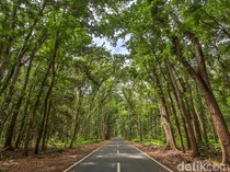 Misteri Alas Purwo, Hutan Tertua di Pulau Jawa