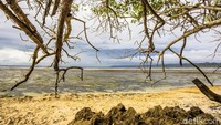 Karena berada di pesisir pantai selatan, TN Alas Purwo juga diberkahi deretan pantai eksotis. Beberapa pantainya yakni Pantai Parang Ireng, Pantai Ngagelan, Pantai Pancur dan Pantai Plengkung.
