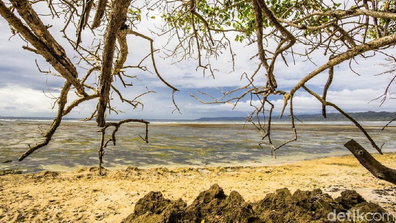 Alas Purwo Banyuwangi Alas Purwo Banyuwangi
