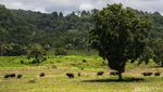 Rupa Alas Purwo, Salah Satu Hutan Paling Angker di Tanah Jawa