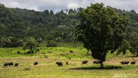 Alas Purwo punya Sadengan, sabana luas tempat burung merak, rusa, dan banteng Jawa berkumpul. Di sana disediakan menara pantau bagi wisatawan. Jika mau melihat burung merak, rusa, dan banteng Jawa harus datang pagi-pagi sekitar pukul 06.00 WIB atau sore pukul 15.00 WIB.   