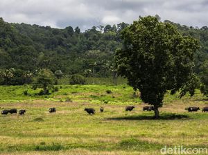 Alas Purwo Adalah Cagar Biosfer UNESCO dan Geopark Nasional