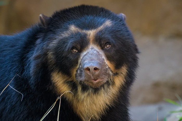 Closeup portrait of a spectacled bear
