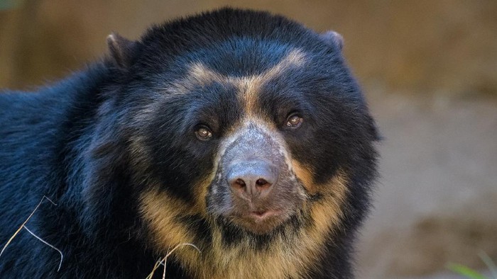 Closeup portrait of a spectacled bear