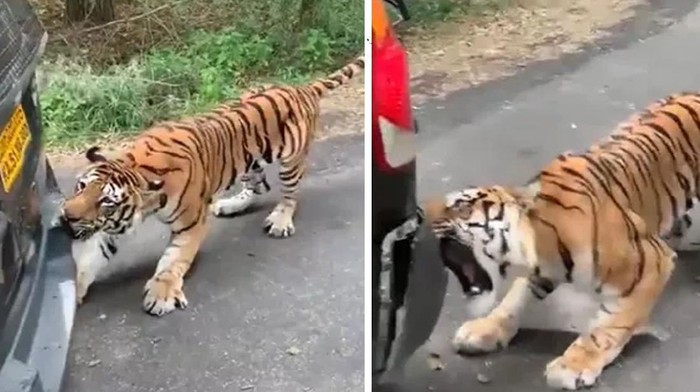 Harimau Bengal serang mobil