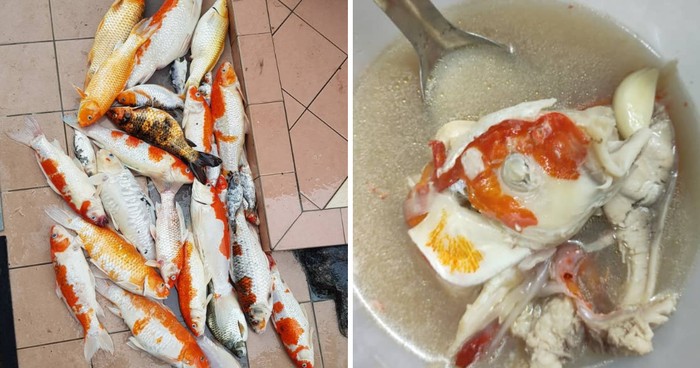 Ikan Koi Peliharaannya Mati, Wanita Ini Memasaknya Jadi Sup! Ikan Koi Peliharaannya Mati, Wanita Ini Memasaknya Jadi Sup!