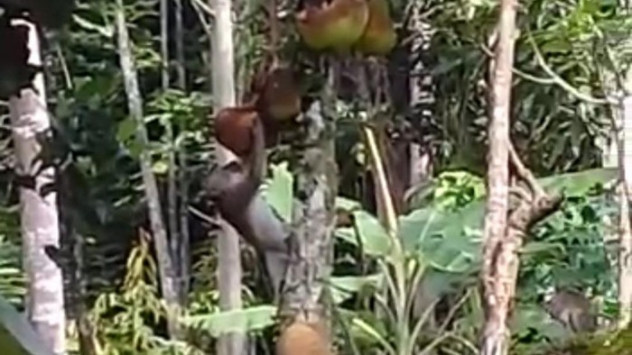 Kawanan monyet serbu perkebunan di Ciamis.