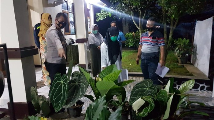 Pencuri tanaman janda bolong di Sukabumi.