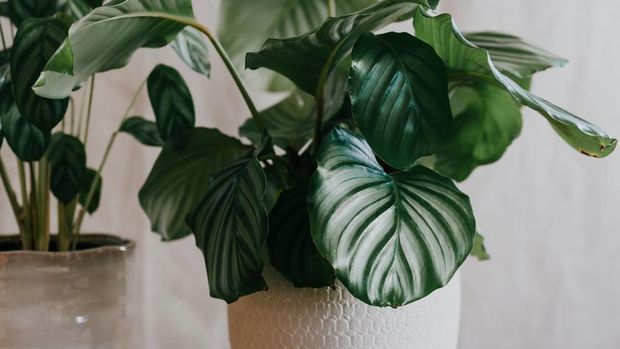 Potted plant calathea orbifolia on a wooden table