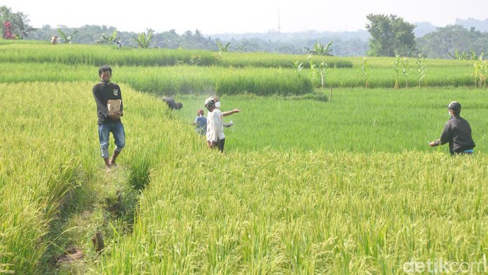 Warga Ciamis berburu tikus.