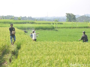 Menengok Aksi Warga Ciamis Berburu Tikus yang Rusak Puluhan Hektare Sawah