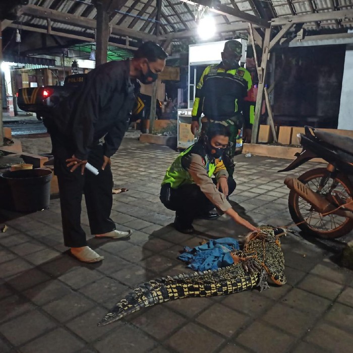 Seekor buaya air tawar ditangkap nelayan dan warga Dusun Gisik Kidul, Desa Tambak Cemandi, Kecamatan Sedati, Sidoarjo. Seperti apa awal kemunculan buaya itu?