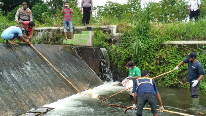 Evakuasi bangkai babi Sungai Simping, Klaten, Jumat (22/1/2021).