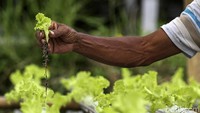 Pertanian ini menggunakan sistem hidroponik.