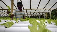 Proses penanaman sayur hidroponik bisa dilakukan di lahan sempit dan tanpa tanah.
