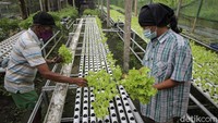 Setelah 40 hari hingga 60 hari selada hijau sudah dapat dipanen.